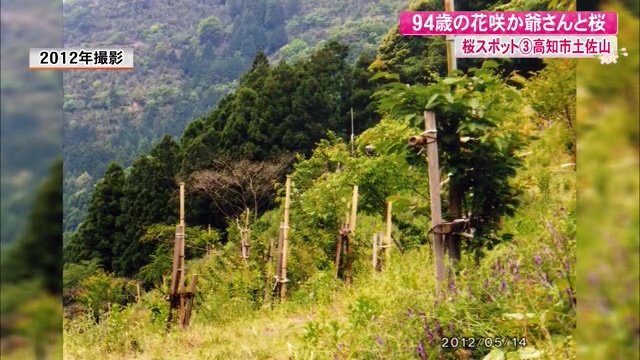 3年間で30種500本の桜の木を