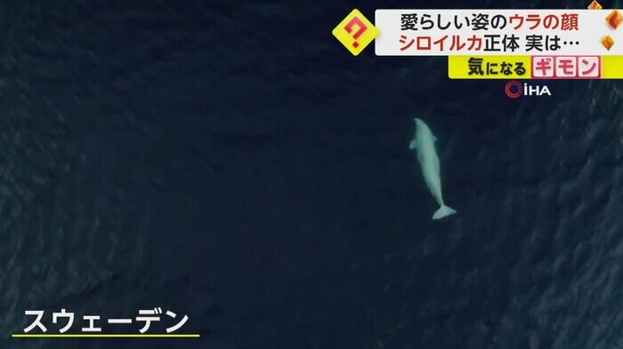 シロイルカがスウェーデンの海で泳いでいる