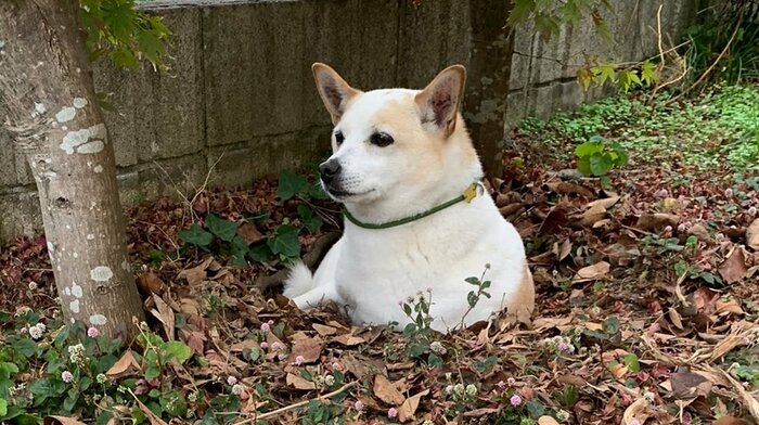 地面から生えているように見える