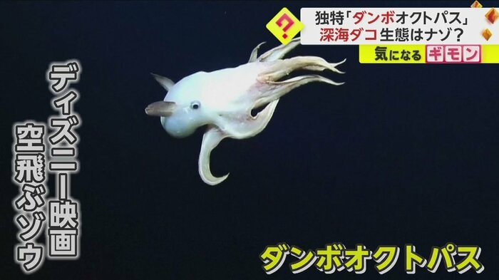 (Ocean Exploration Trust/NOAA)