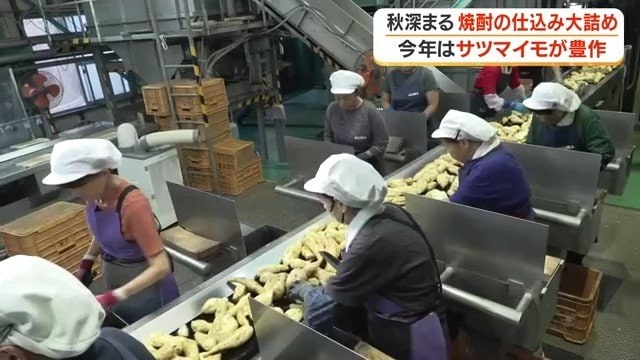 「イモ切り」と呼ばれる選別作業