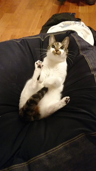 福之助ちゃん