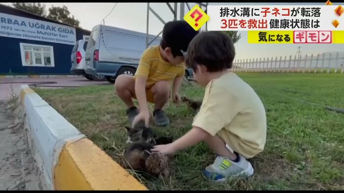 子ネコをなでる子どもたち