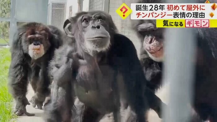 何度も空を見上げるチンパンジー(Save the Chimps)
