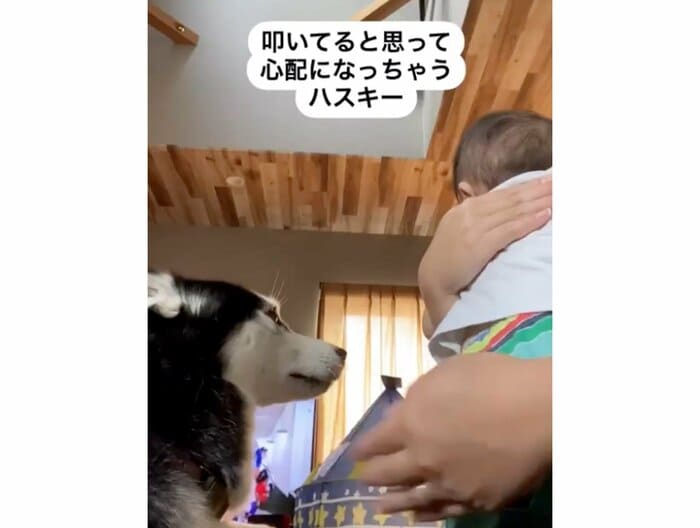 赤ちゃんをトントンしている近くで座るハスキー犬(提供:akariさん)
