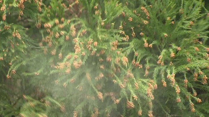 スギ花粉の飛散