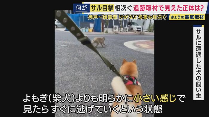 犬の散歩中にサルに遭遇した人も