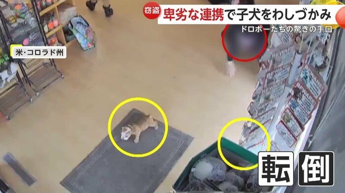 男が転倒し一時解放された子犬(Arapahoe County Sheriff's Office)