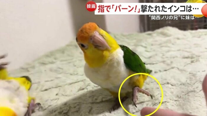 実は少し足を上げて反応していたつゆちゃん(視聴者撮影)