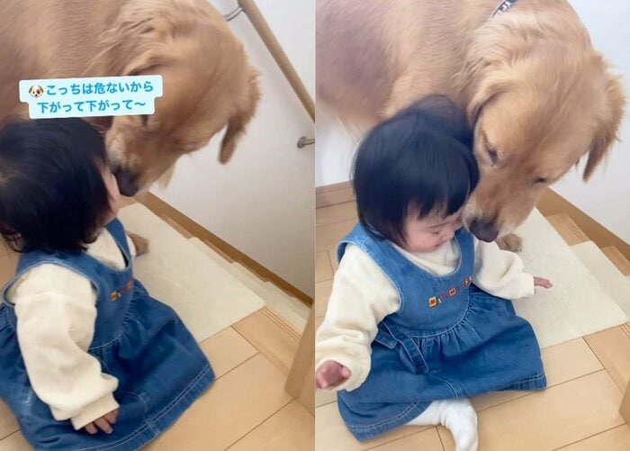 こっちは危ないから下がって下がって~(提供:@_golden_rajahさん)