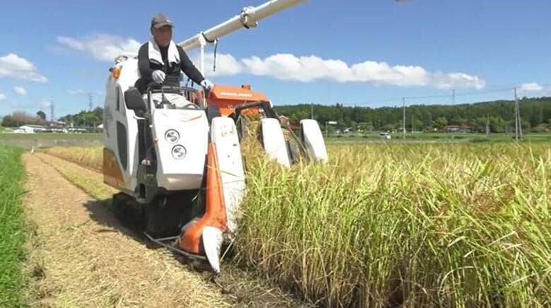 「たわわに実り」頭を垂れた稲穂かな　稲刈りのシーズン始まる　例年より１週間前倒し　広島・三次市｜FNNプライムオンライン
