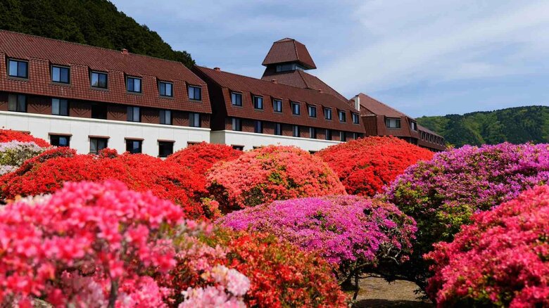 ”100年後も変わらぬ庭園を”　3000株のツツジが咲き誇る　箱根「山のホテル」の挑戦｜FNNプライムオンライン