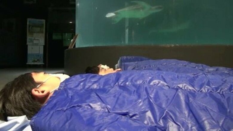 「夜もウミガメが気になる」小学生が水族館で宿泊体験　昼は川で大自然満喫【高知発】｜FNNプライムオンライン