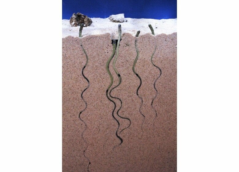 「思ってたより長い！」チンアナゴの“砂の中での姿”にびっくり…実際は何センチある? 展示が話題の水族館に聞いた｜FNNプライムオンライン
