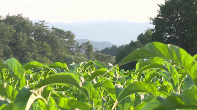 「葉タバコ」3代にわたり栽培の農家で収穫が最盛期　かつては生産全国5位だった岡山県…残る農家はわずか2軒｜FNNプライムオンライン