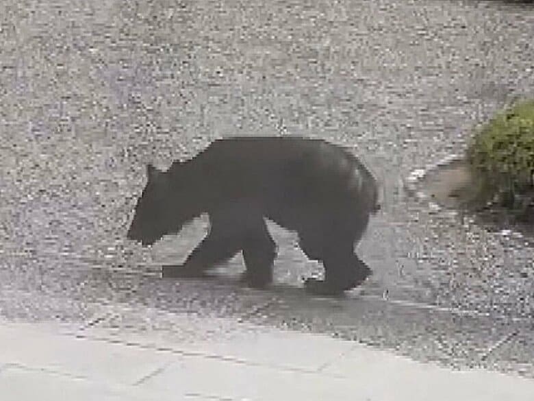 「生で見ると恐怖感が…」岐阜県大野町でクマ目撃相次ぐ 隣町のマラソン大会では“爆竹”使って徹底対策｜FNNプライムオンライン