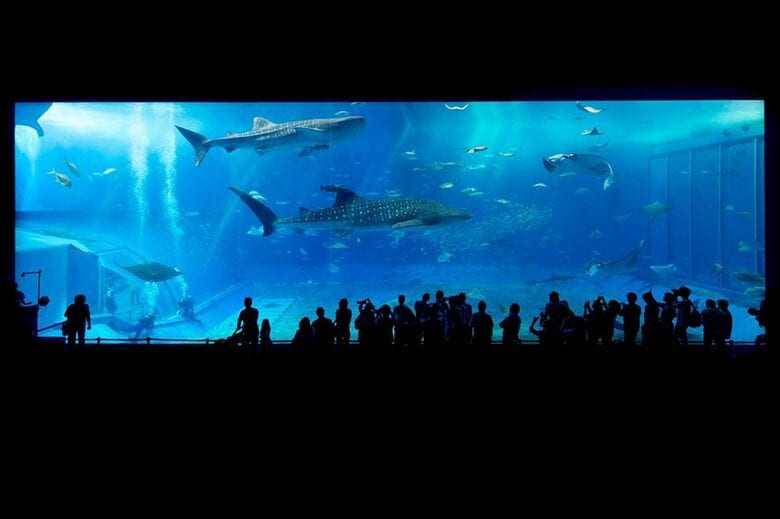 水の生物たちに癒される水族館について調べてみました!【1000人アンケート】