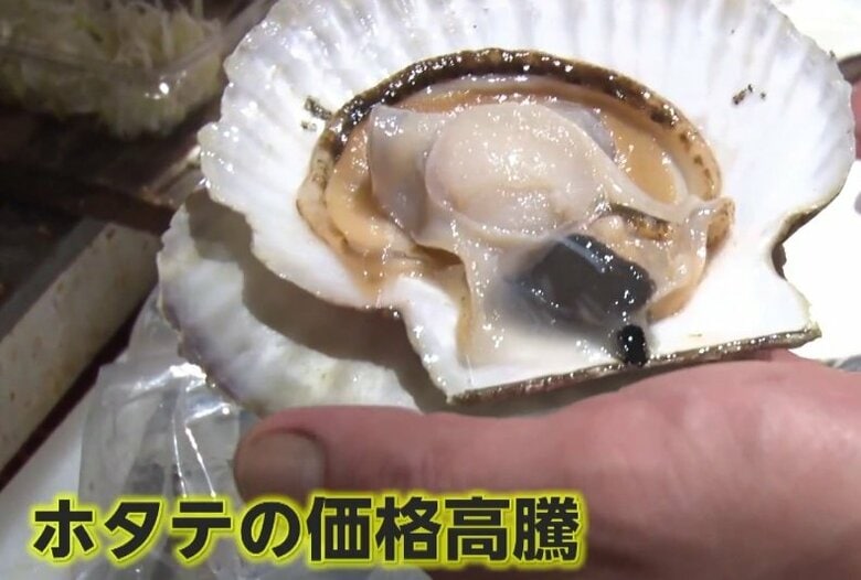 「高い、高い！」“北の味覚”ホタテが高騰　さらに小型化…猛暑で稚貝が死に不漁に　漁協「水揚げ量回復の見込み立たず」｜FNNプライムオンライン