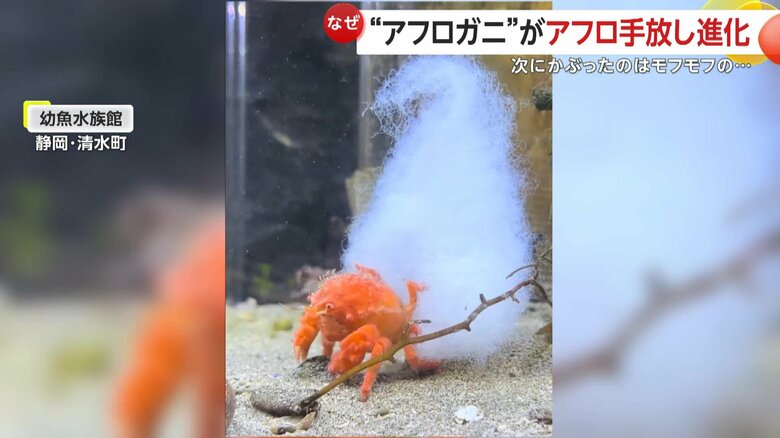 “アフロガニ”がアフロ手放し進化！次は綿で“モフモフ”頭の“ニューアフロガニ”に「これ待ってました！」　静岡・清水町　幼魚水族館｜FNNプライムオンライン