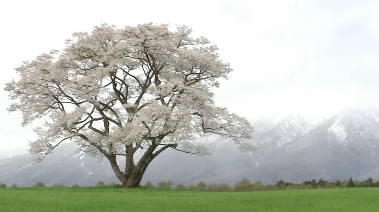 小岩井農場の一本桜が満開　多くの観光客　岩手県｜FNNプライムオンライン