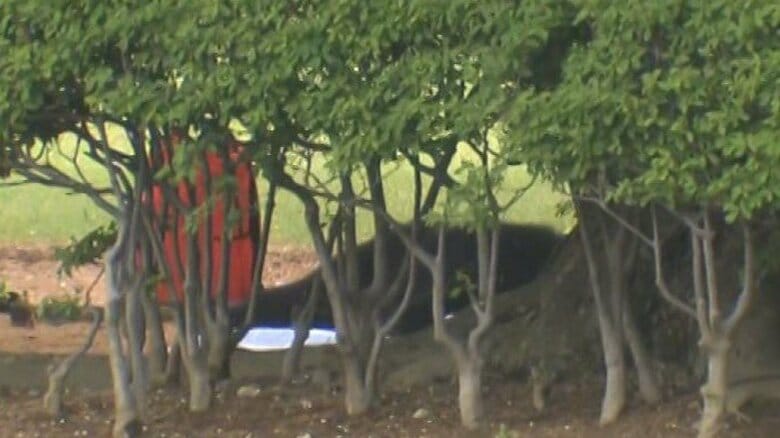 クマが公園の木の上に居座る　麻酔銃で捕獲　体長1メートル17センチ・体重70キロ、オスの成獣　21日から目撃相次ぐ「同じ個体ではないか」　長野・松本市｜FNNプライムオンライン