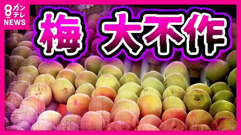 日本一の「梅の産地」和歌山がピンチ　暖冬で大不作　ひょうによる傷も…JA「傷はあっても味には影響ない」｜FNNプライムオンライン