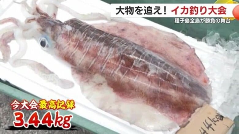 【結果はいかに？】勝負の舞台は種子島全島！大物を狙い全国から釣り人が集結　夜を徹したイカとの大奮闘｜FNNプライムオンライン