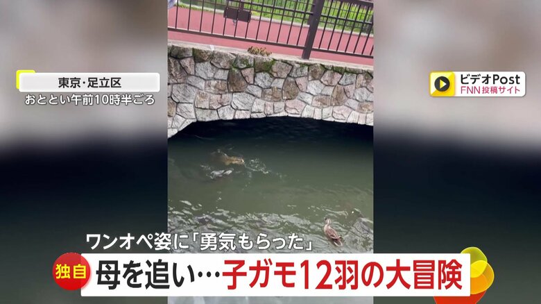 【独自】「ワンオペに勇気もらった」母追いかけ子ガモ12羽の“大冒険”　壁や道路超え…最後は高い橋から川にジャンプ　東京・足立区｜FNNプライムオンライン