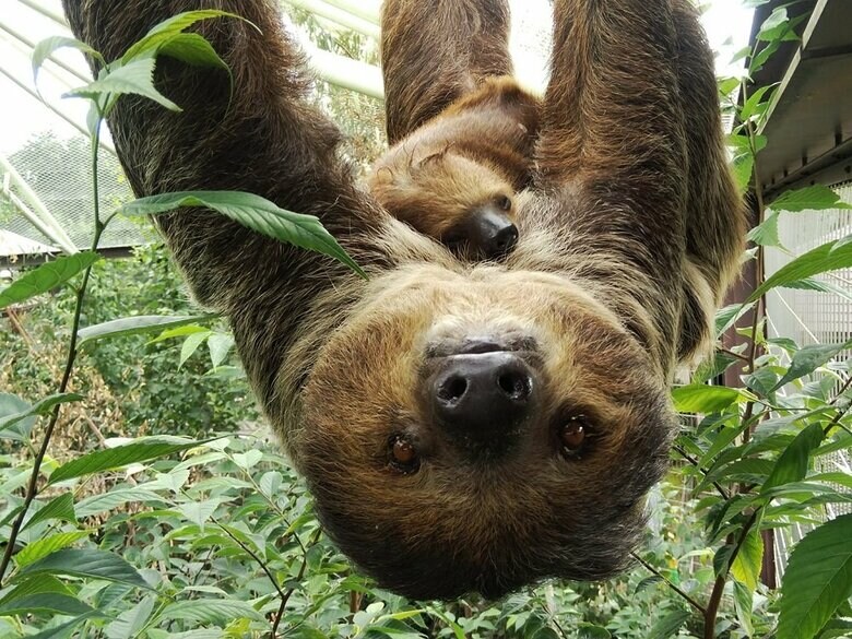 母親ノンと赤ちゃん(提供:埼玉県こども動物自然公園)