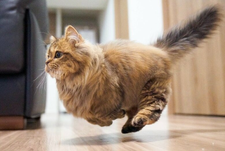 過去に10万いいねがついた写真。「疾走するモフモフ」！