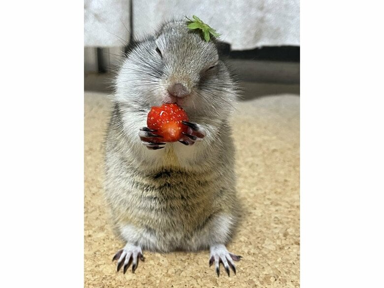 うっとり食べます