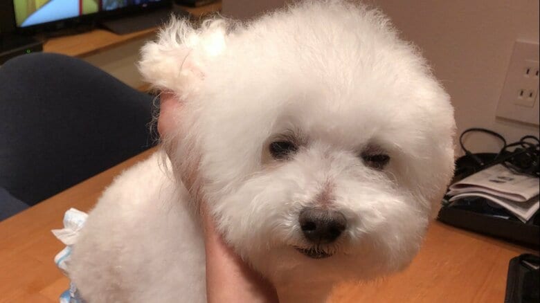 トリミングが嫌すぎて老ける（提供：もんたろうだじょさん）