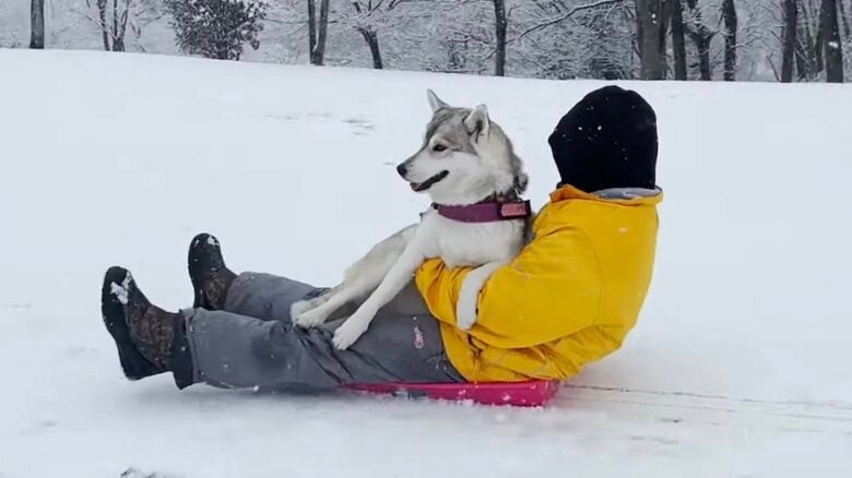 提供：ハスキーいちみちゃんと田舎暮らしさん