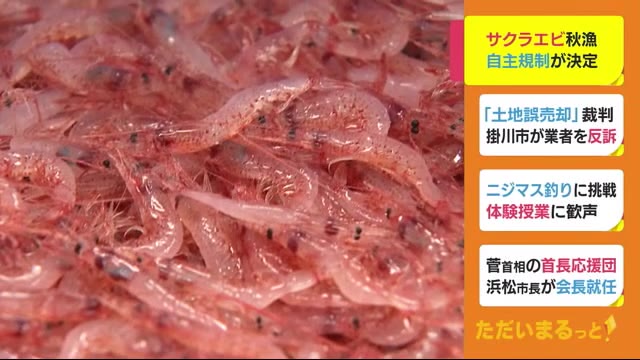 サクラエビ秋漁 漁は最大で連続3日まで 今年も自主規制を決定 静岡