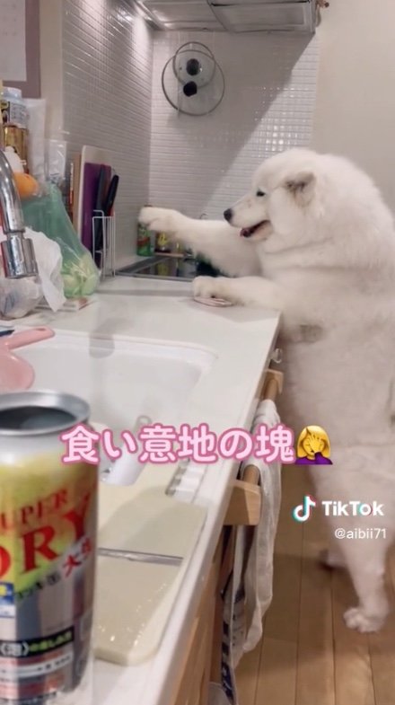 提供：ibukimama38さん