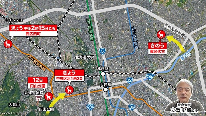 札幌市内で目撃されたシカ
