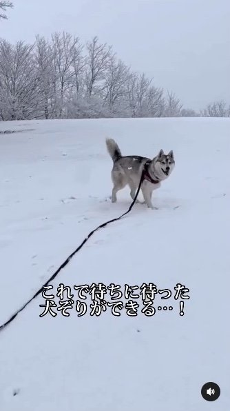 提供：ハスキーいちみちゃんと田舎暮らしさん
