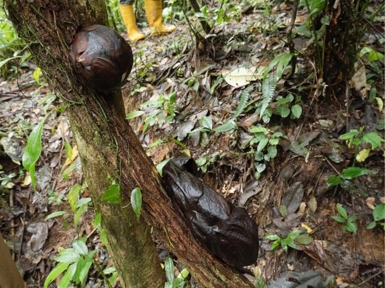 上：つぼみ　下：咲き終わったラフレシア（提供：柳澤静磨さん）