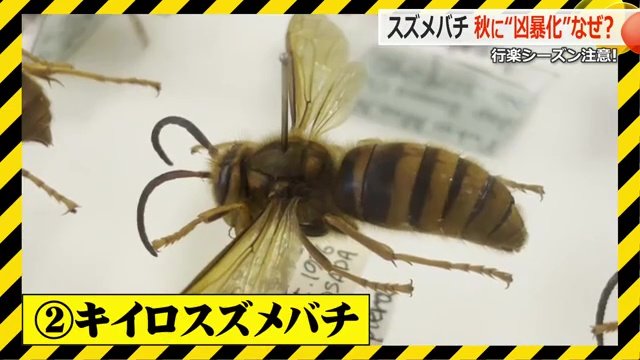 キイロスズメバチ