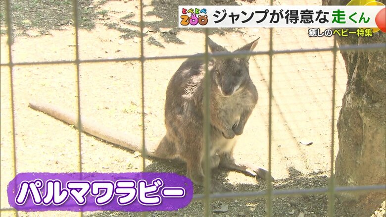 とべ動物園のパルマワラビー