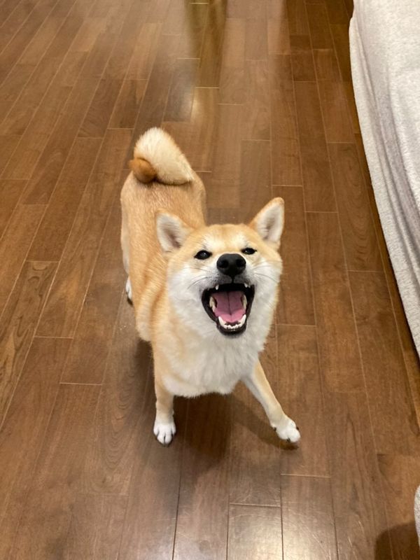 提供：柴犬むさしとこじろうさん