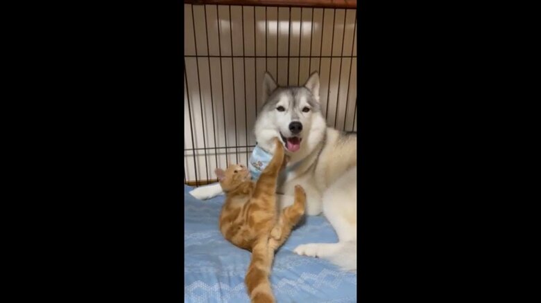 調子に乗ってもう1回蹴ると…