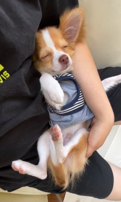 提供：ふくのすけさん