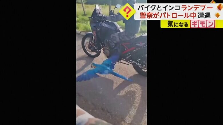 2台のバイクの間を飛ぶインコ