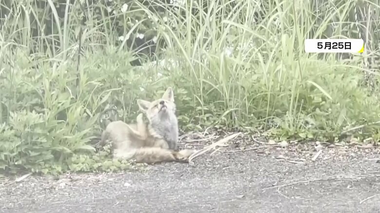売店への侵入後、駐車場で見つかったキツネ　怖がる様子は全くない…