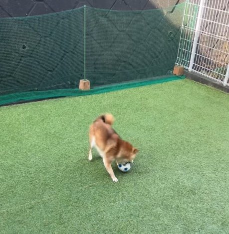 犬用サッカーボールは避けずに遊んでいる（提供：Nerushibaさん）
