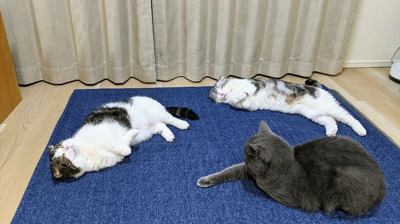 飼い主さんいわく「楽園」だそう