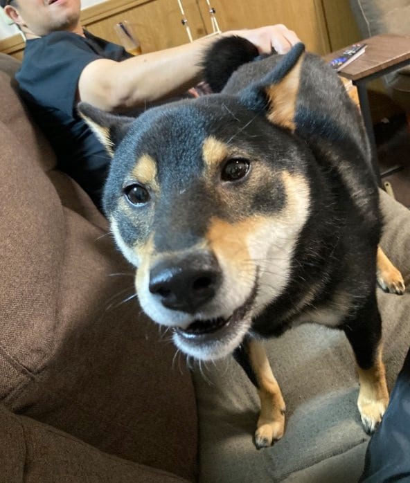 提供：黒柴ぎん@快杜号さん