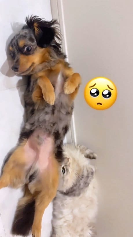 提供：チワックスの諭吉くん。さん