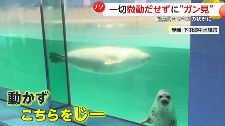 別のアザラシが後ろを飼育員を”ガン見”するアザラシ